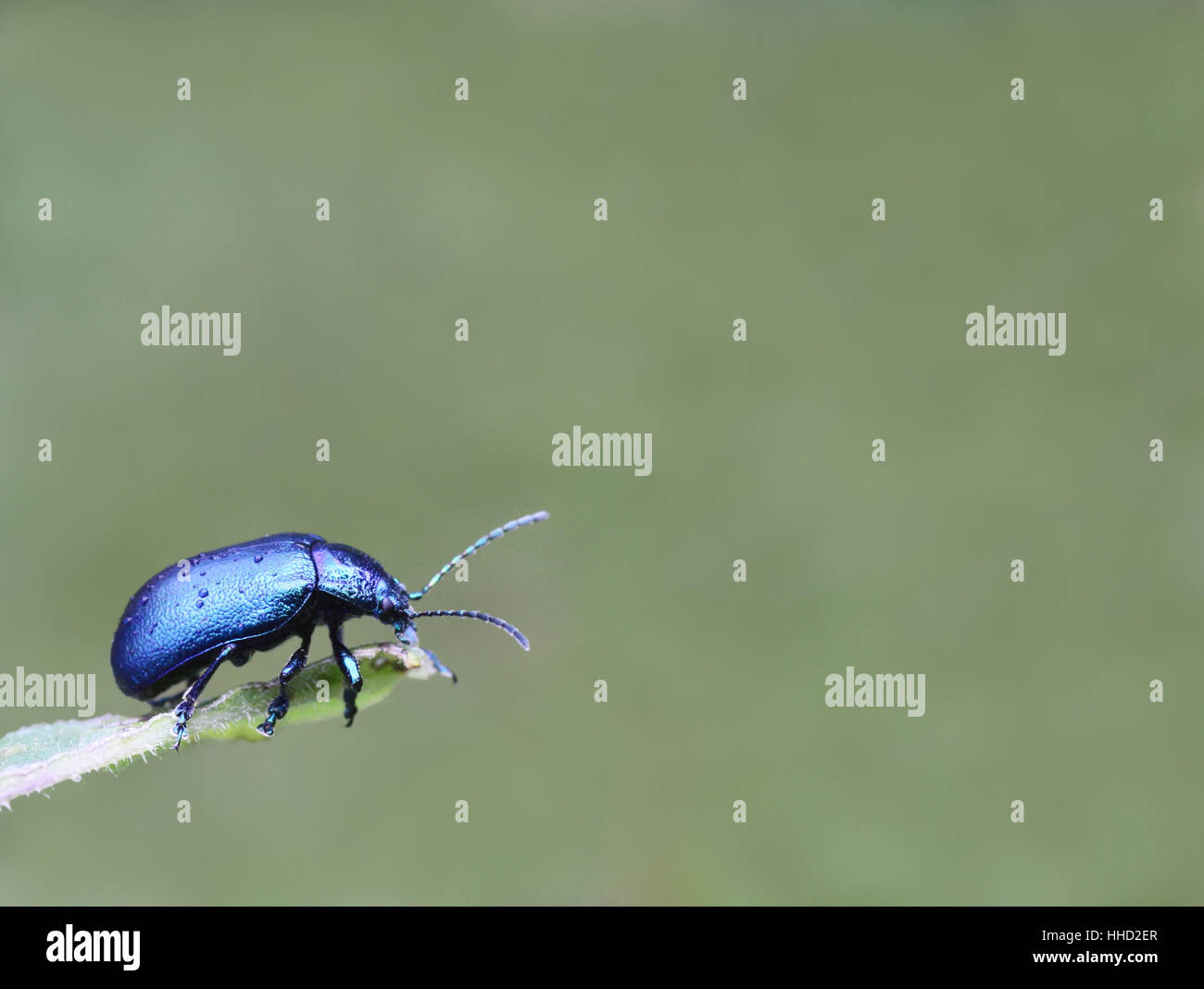 blue, south tyrol, beetle, azure, area of freedom, blue, insect, scrabble, Stock Photo