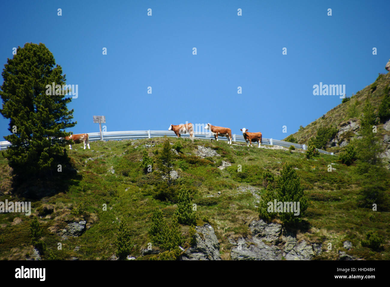 windebensee,austria,carinthia,hohe tauern,a recreation area,naturschutzgebie Stock Photo