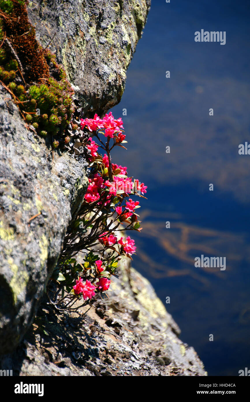 windebensee,austria,carinthia,hohe tauern,a recreation area,naturschutzgebie Stock Photo