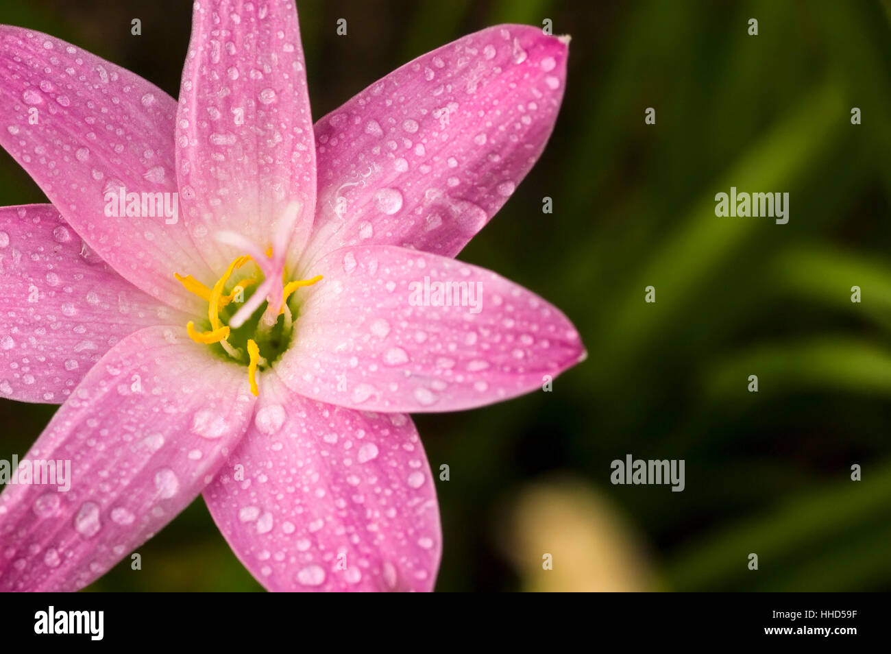 flower with natural background Stock Photo - Alamy