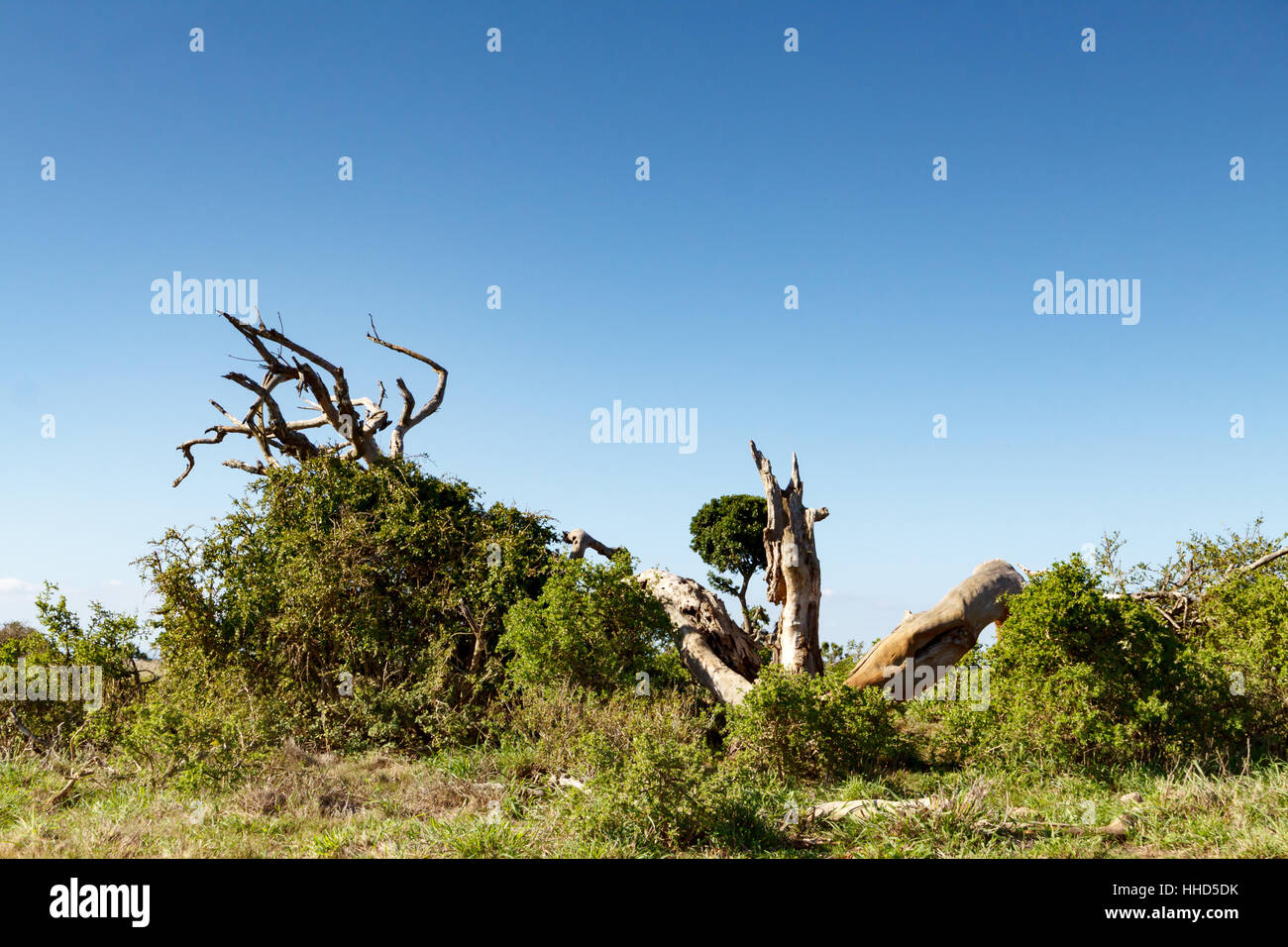 Big branches from a tree destroyed by a big elephant Stock Photo