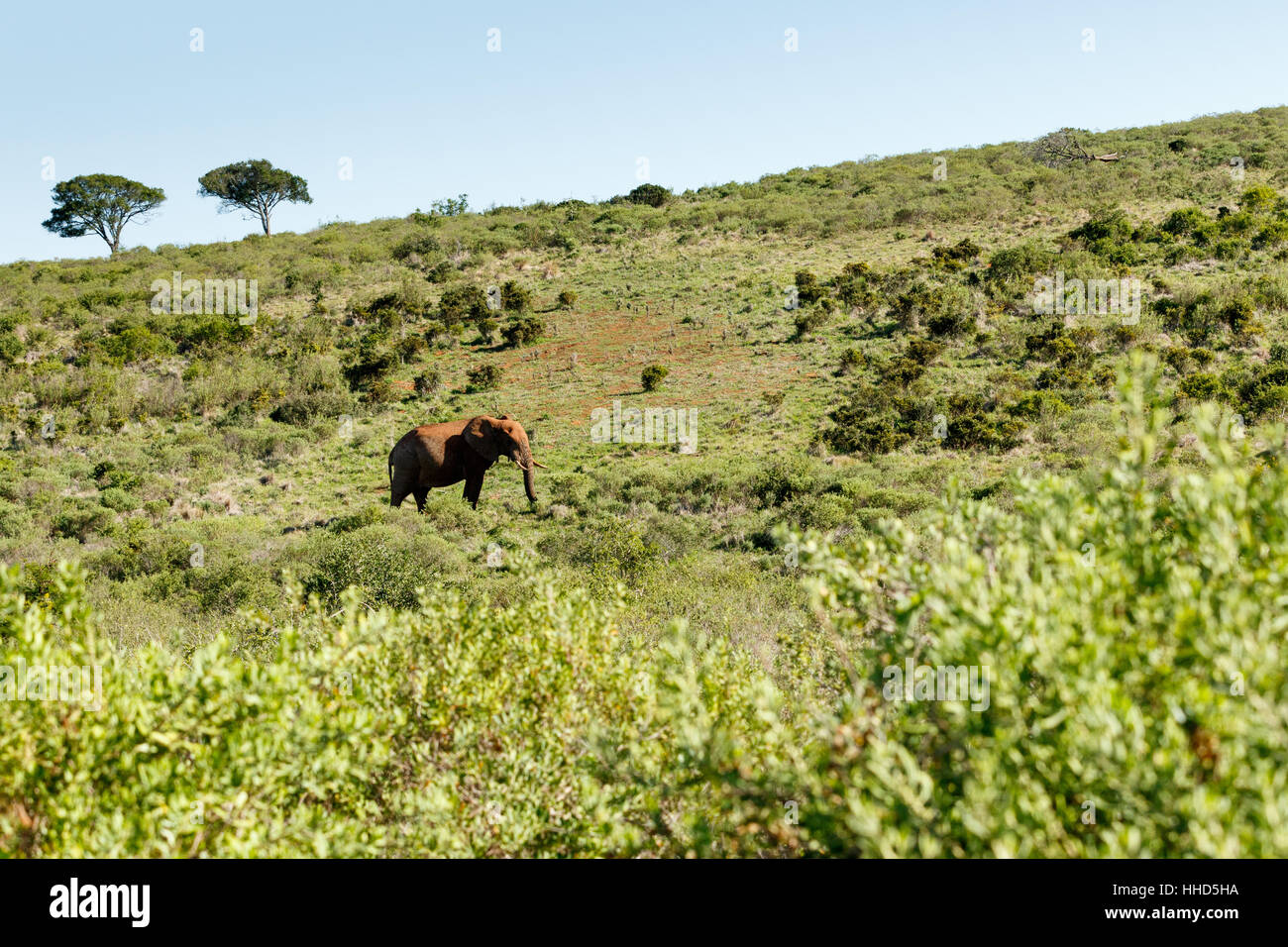 Bush Elephant walking uphill in the big field. Stock Photo