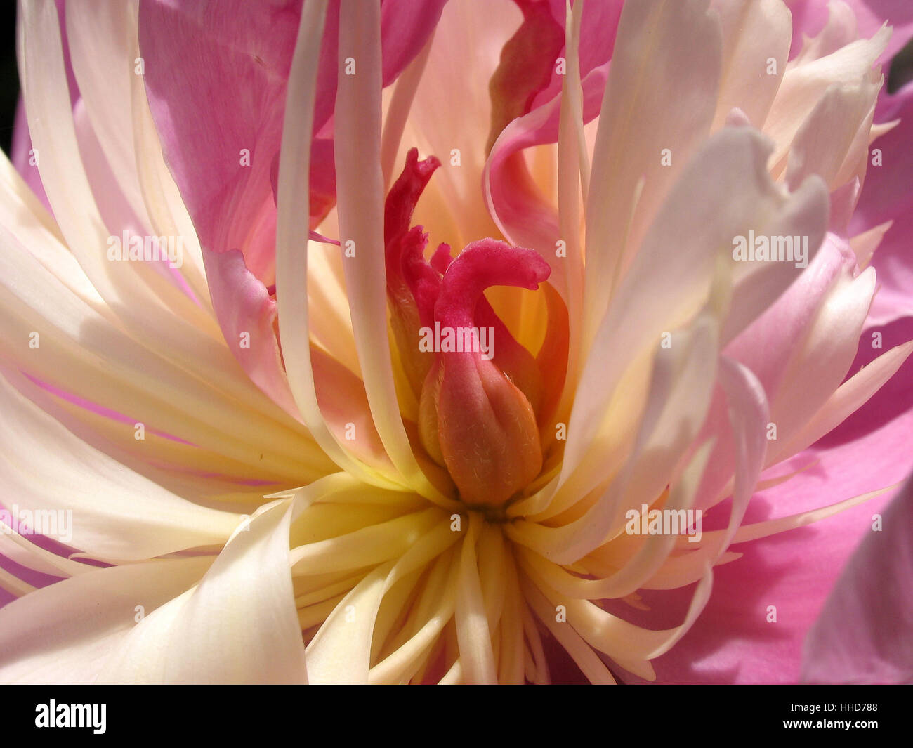 in bloom Stock Photo