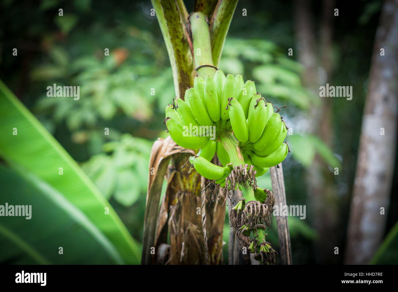 Bananas growing on the tree or plant, as part of cash crop, rural Borneo Stock Photo