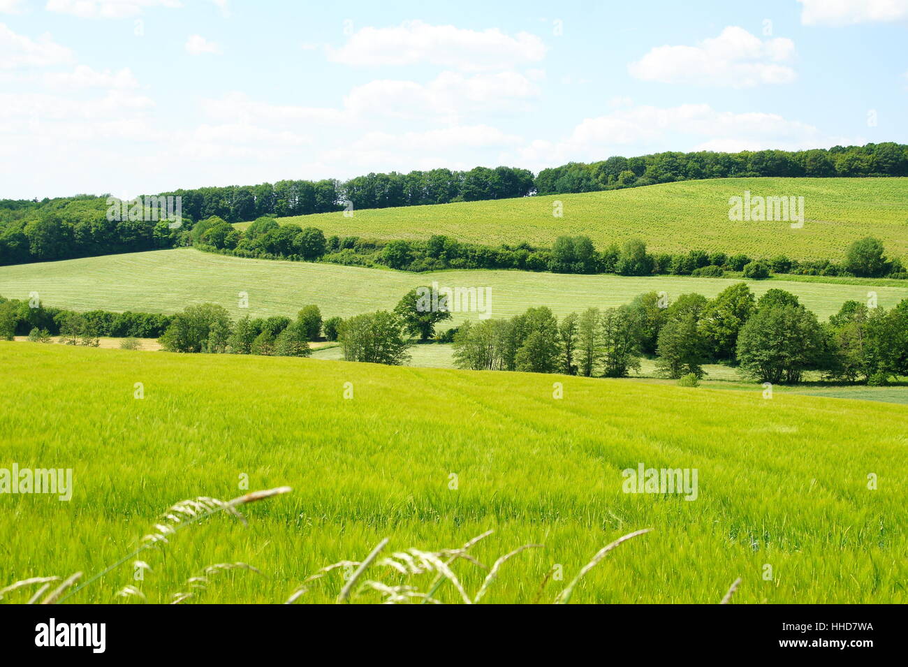 green, field, corn field, meadow, scenery, countryside, nature, grain, cereal, Stock Photo
