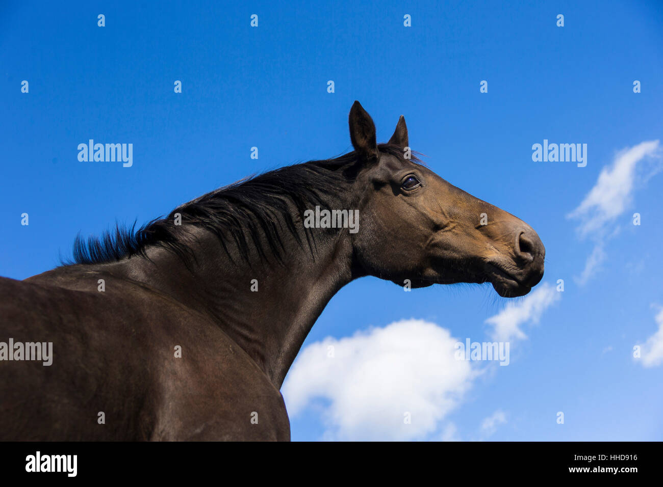 Dutch Warmblood. Portrait of bay mare, seen against a blue sky. Great