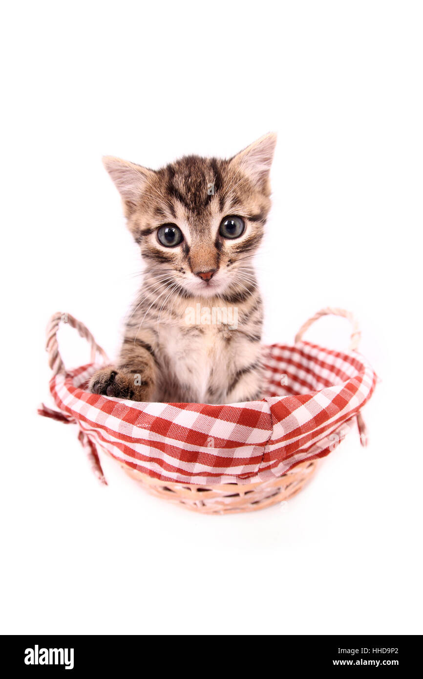 Europaeisch Kurzhaar. Kitten (6 weeks old) sitting in a wicker basket. Studio picture against a white background Stock Photo