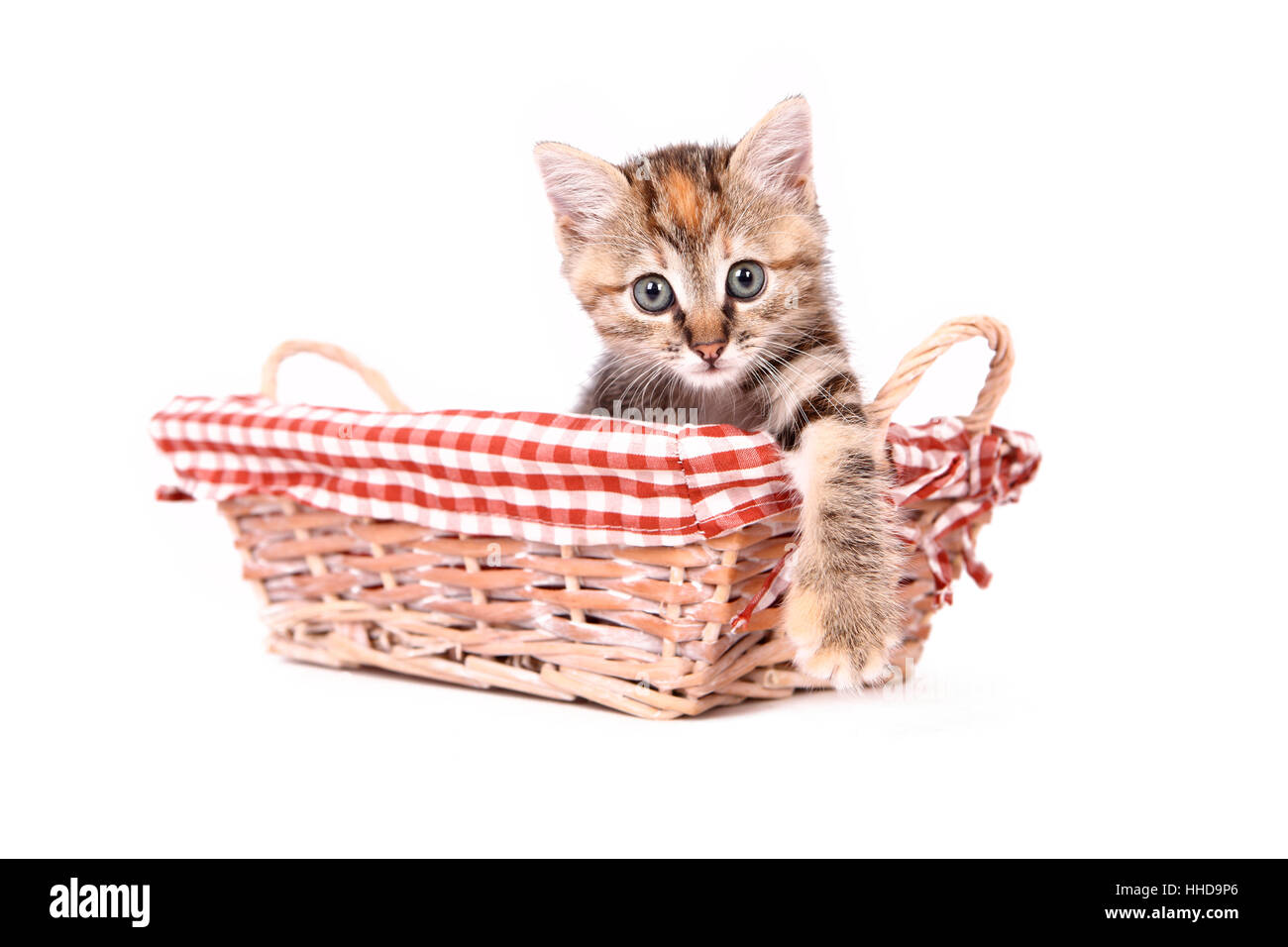 Europaeisch Kurzhaar. Kitten (6 weeks old) sitting in a wicker basket. Studio picture against a white background Stock Photo