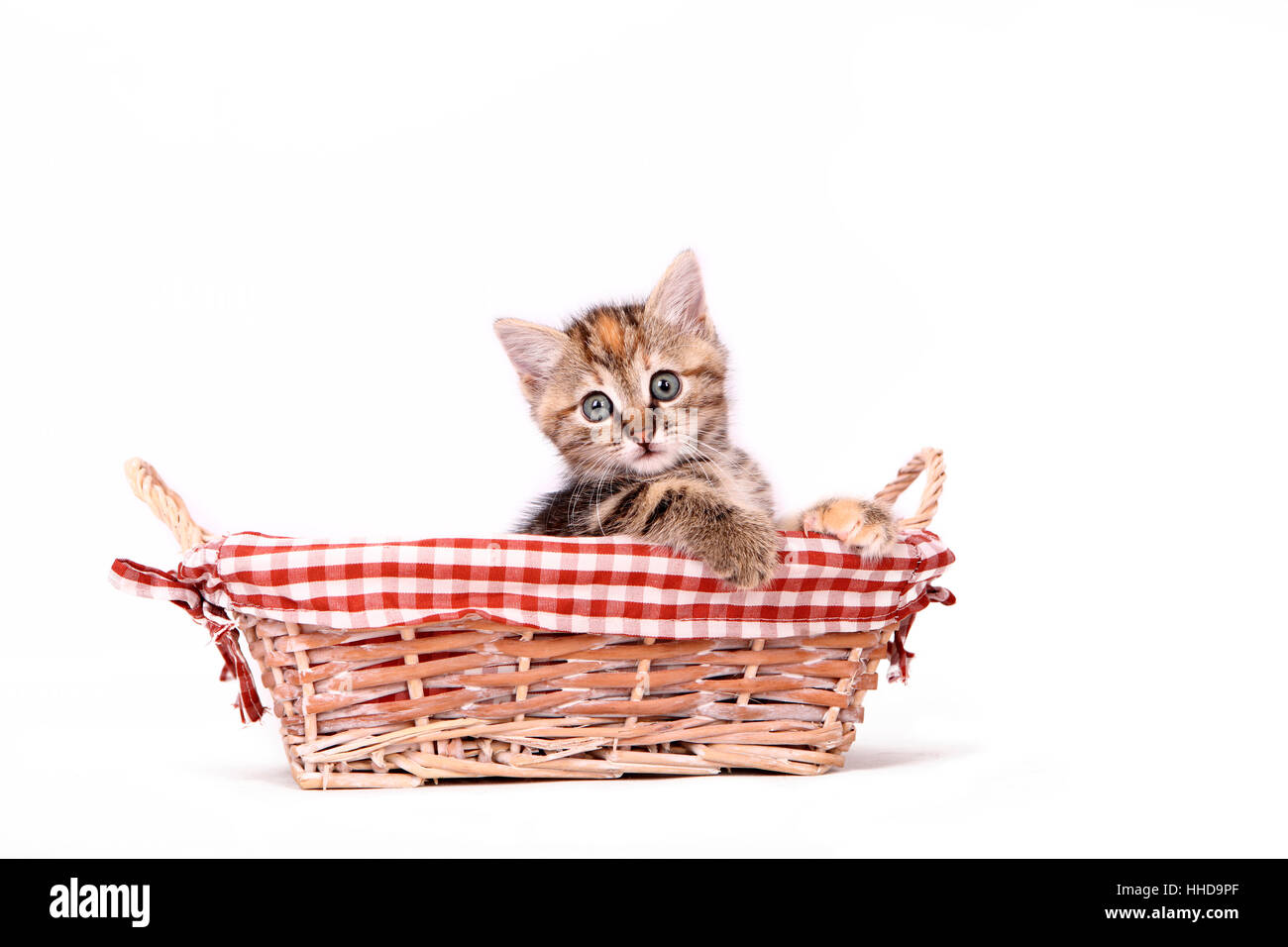 Europaeisch Kurzhaar. Kitten (6 weeks old) in a wicker basket. Studio picture against a white background Stock Photo
