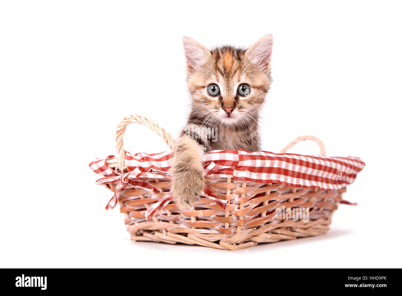 Europaeisch Kurzhaar. Kitten (6 weeks old) in a wicker basket. Studio picture against a white background Stock Photo