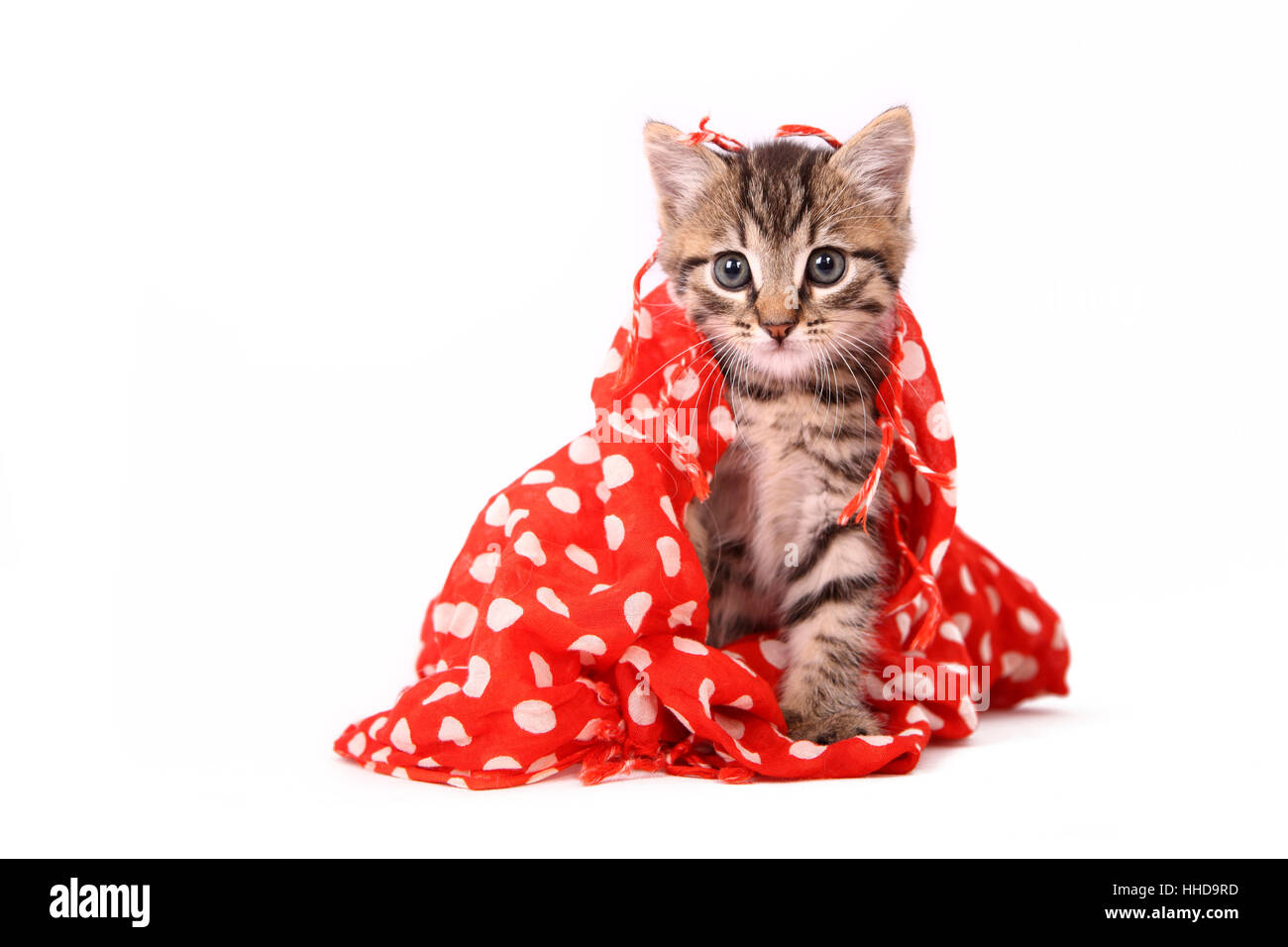 Europaeisch Kurzhaar. Kitten (6 weeks old) sitting under a red blanket with white polka dots. Studio picture against a white background Stock Photo