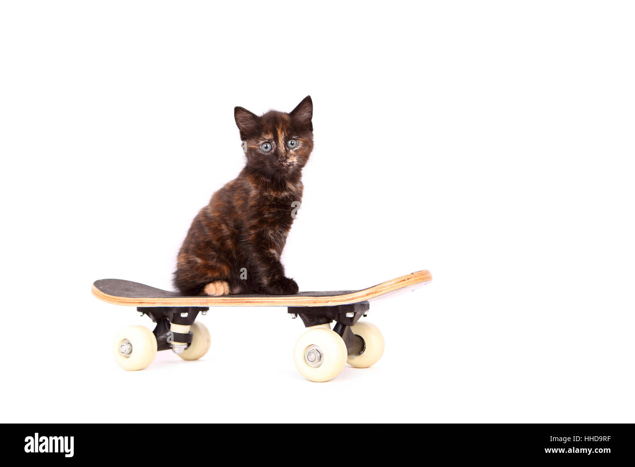Europaeisch Kurzhaar. Kitten (6 weeks old) sitting on a skateboard. Studio picture against a white background Stock Photo