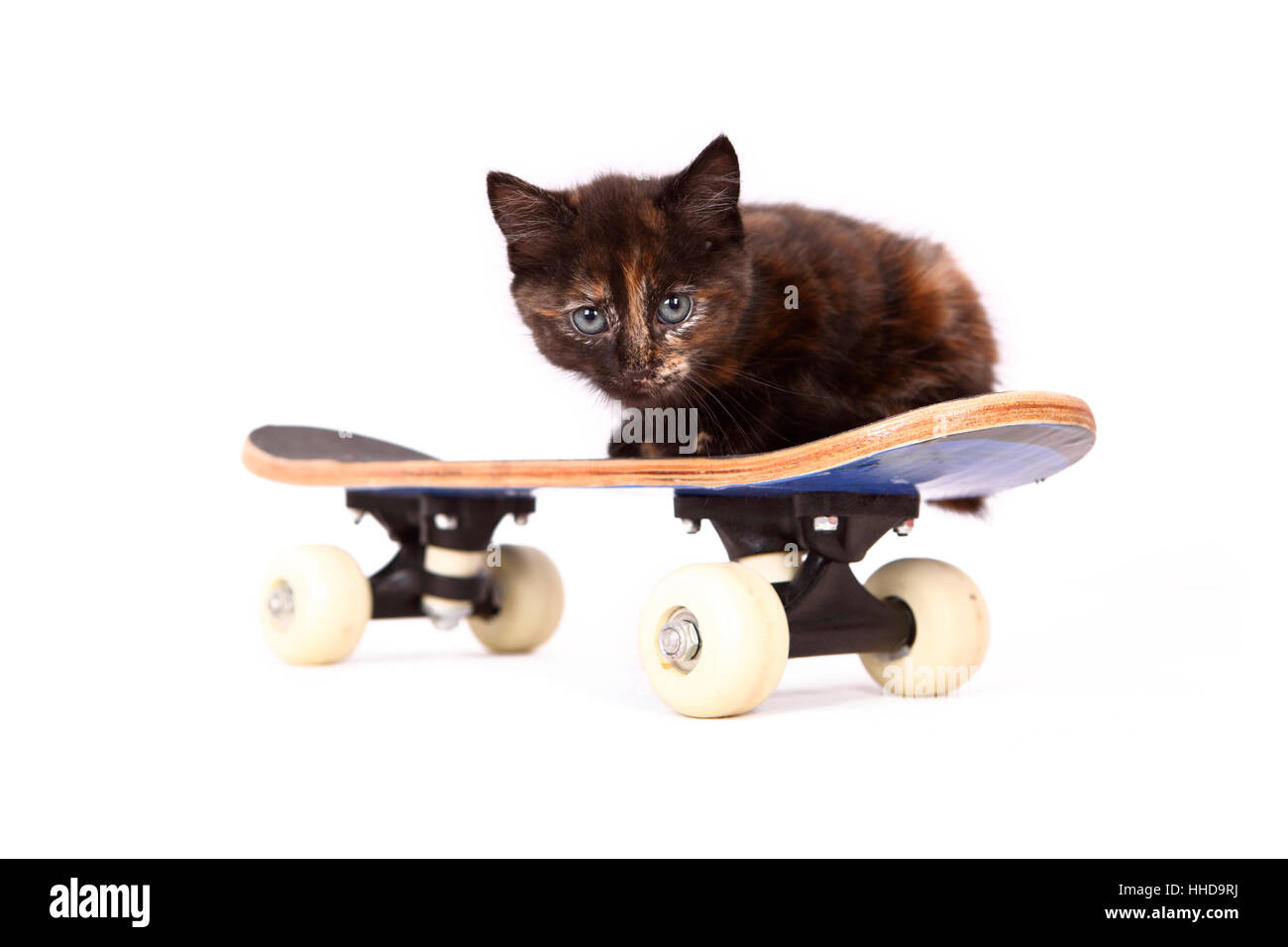 Europaeisch Kurzhaar. Kitten (6 weeks old) lying on a skateboard. Studio picture against a white background Stock Photo