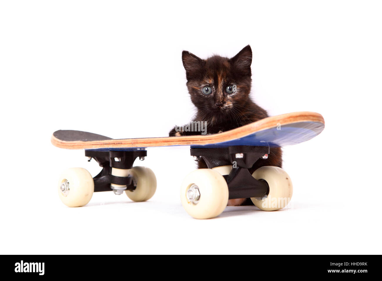 Europaeisch Kurzhaar. Kitten (6 weeks old) behind a skateboard. Studio picture against a white background Stock Photo