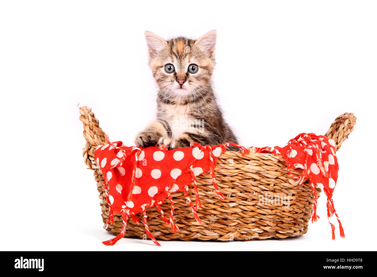 Europaeisch Kurzhaar. Kitten (6 weeks old) sitting in a wicker basket. Studio picture against a white background Stock Photo