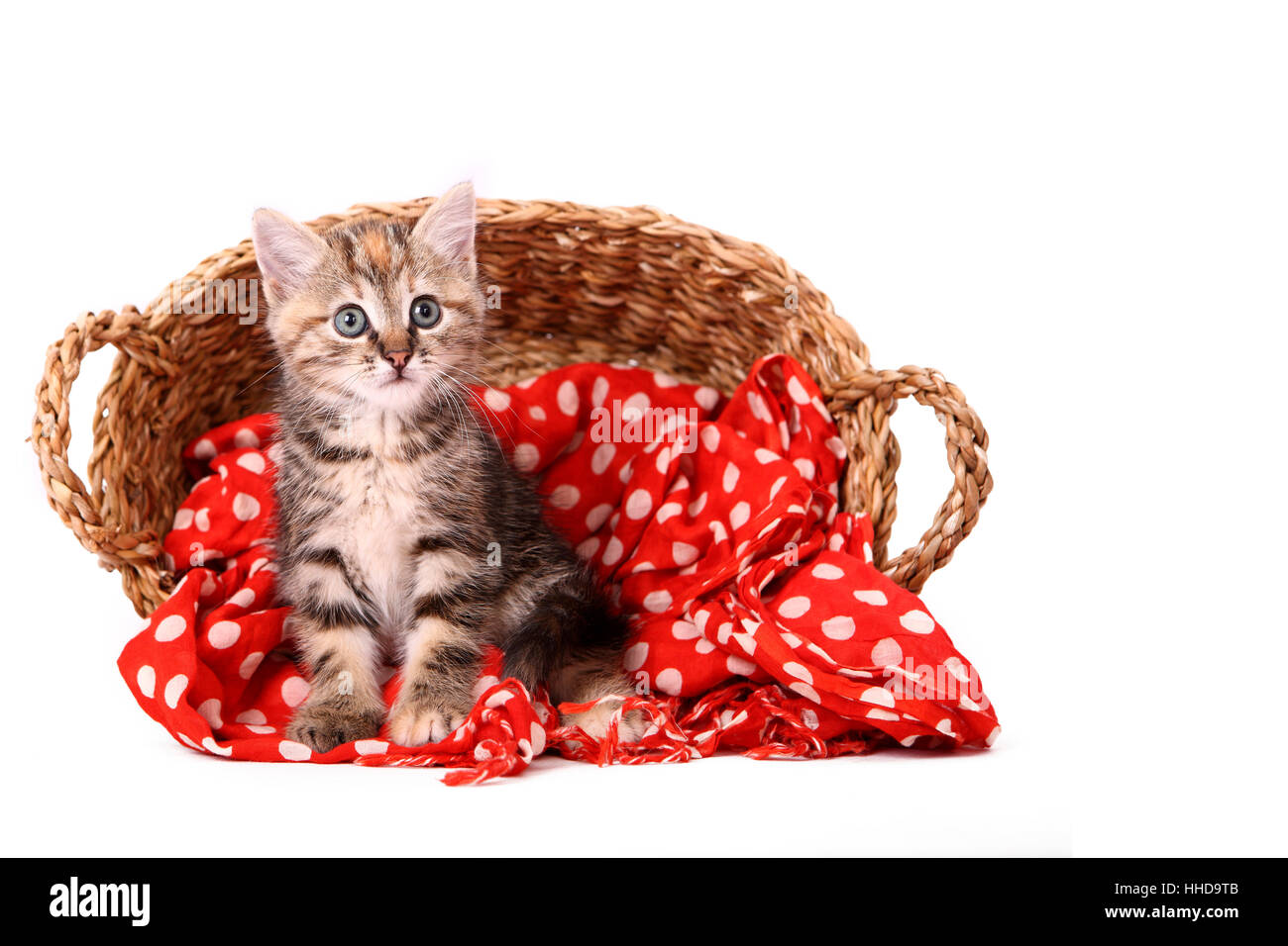 Europaeisch Kurzhaar. Kitten (6 weeks old) sitting in a wicker basket. Studio picture against a white background Stock Photo