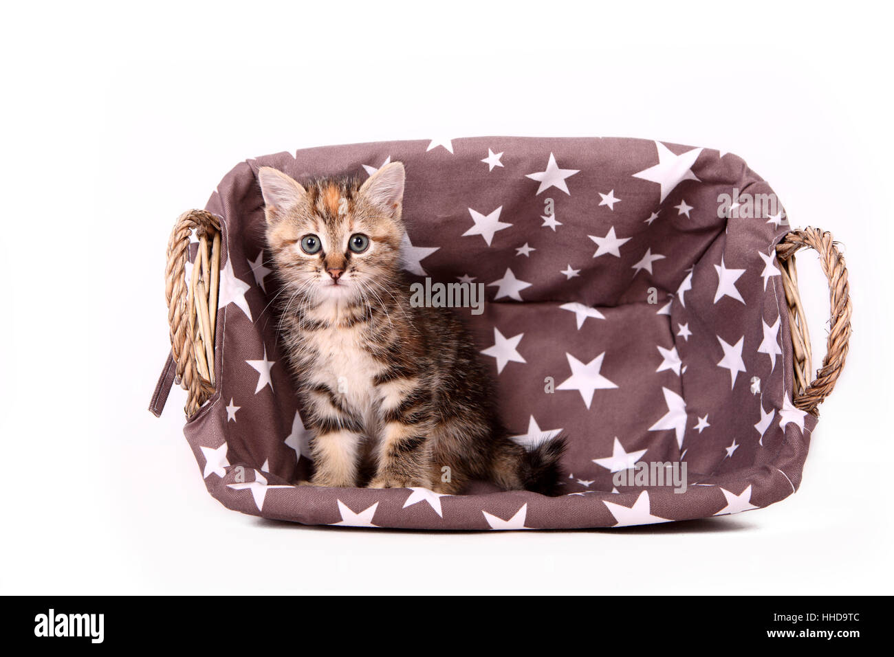 Europaeisch Kurzhaar. Kitten (6 weeks old) sitting in a wicker basket. Studio picture against a white background Stock Photo