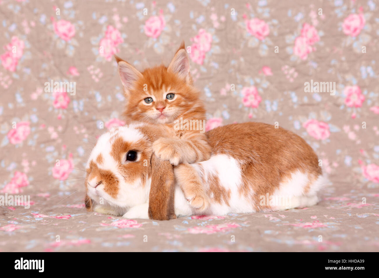 American Longhair, Maine Coon. Kitten (6 weeks old) and Dwarf lop-eared ...