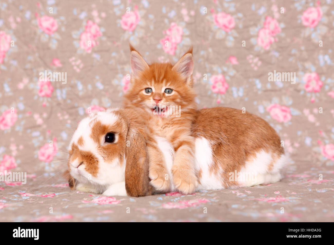 American Longhair, Maine Coon. Kitten (6 weeks old) and Dwarf lop-eared ...