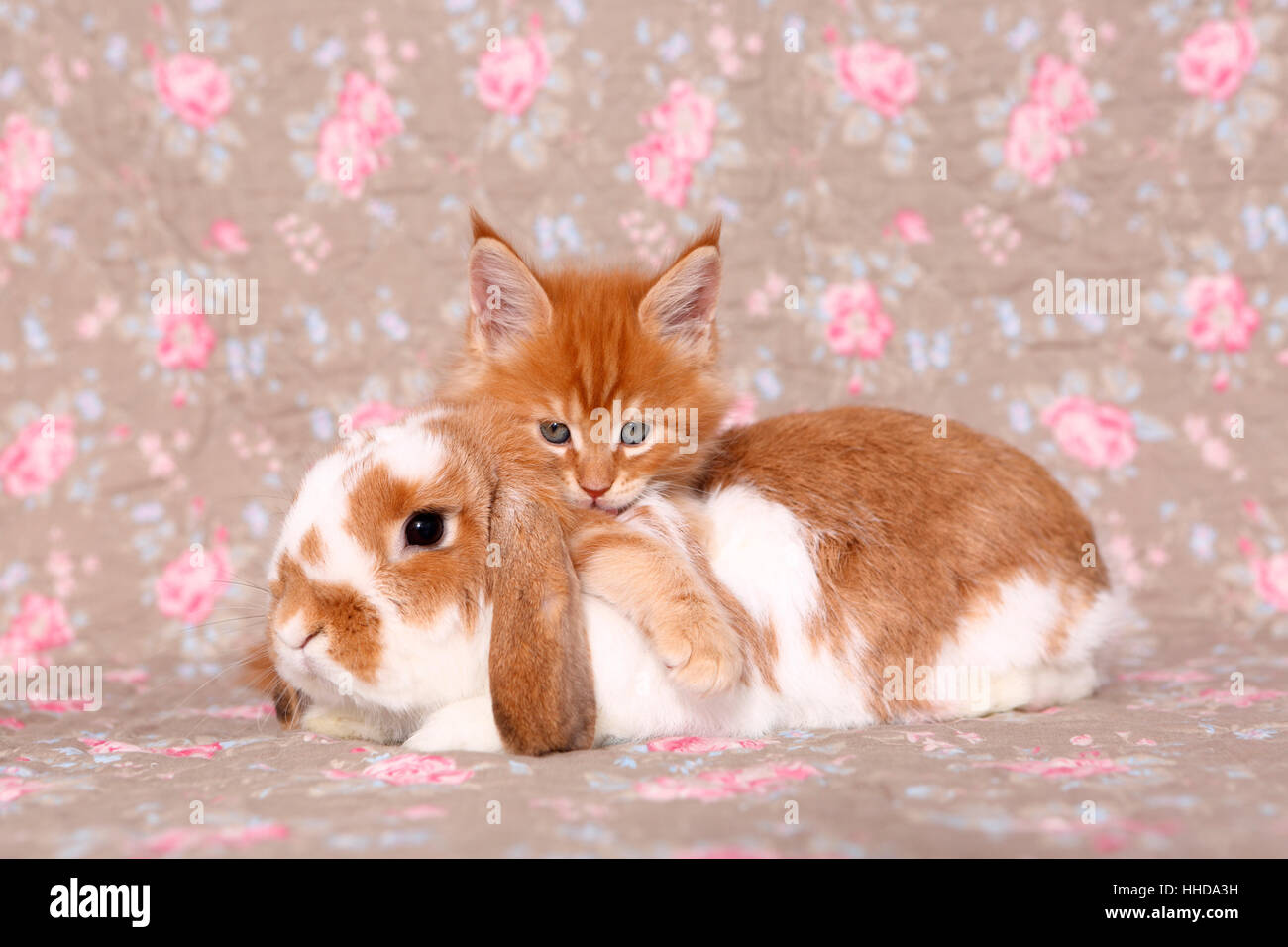 American Longhair, Maine Coon. Kitten (6 weeks old) and Dwarf lop-eared ...