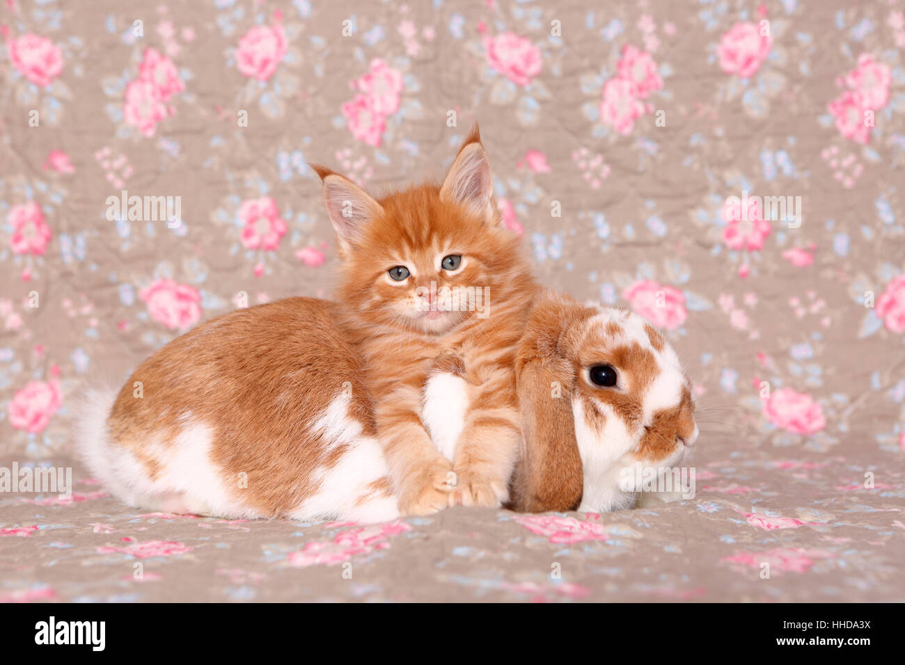 American Longhair, Maine Coon. Kitten (6 weeks old) and Dwarf lop-eared ...