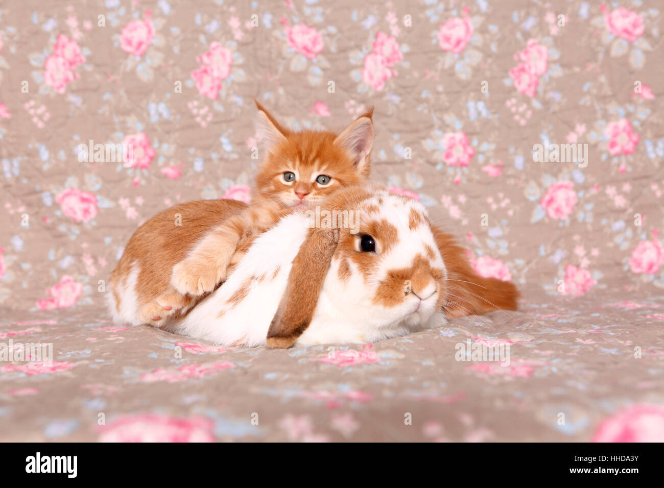 American Longhair, Maine Coon. Kitten (6 weeks old) and Dwarf lop-eared ...