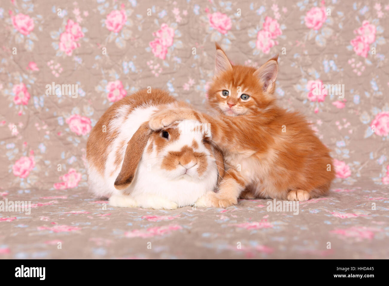 American Longhair, Maine Coon. Kitten (6 weeks old) and Dwarf lop-eared ...