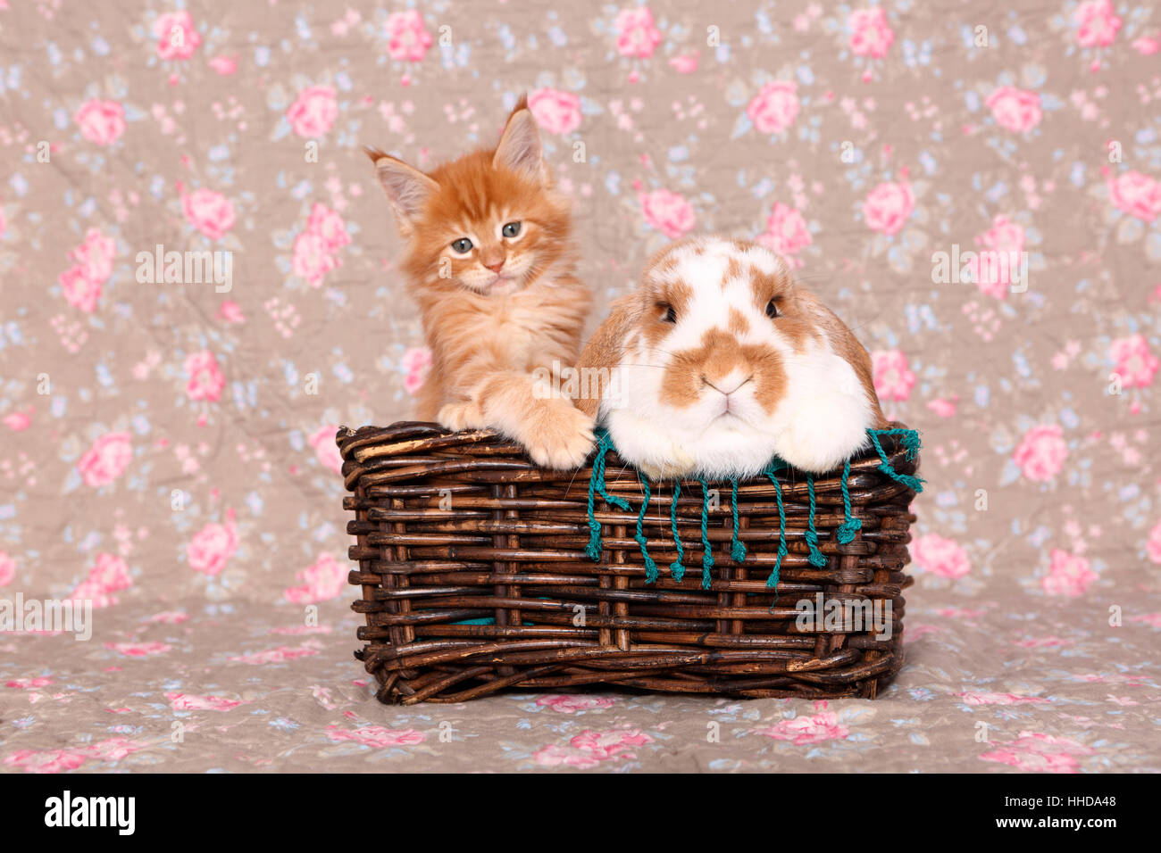 American Longhair, Maine Coon. Kitten (6 weeks old) and Dwarf lop-eared ...
