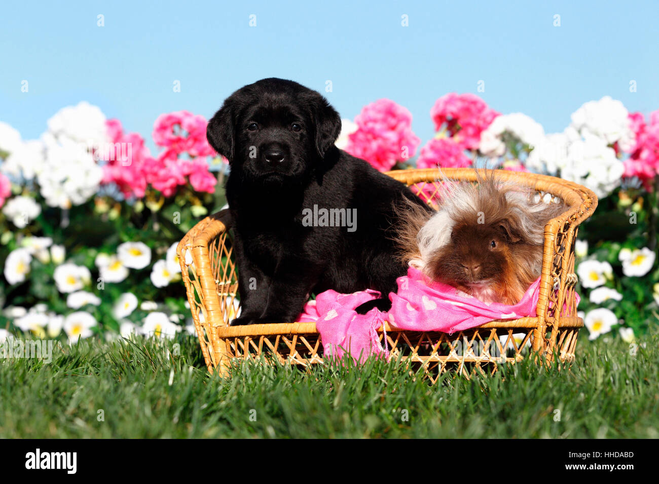 Labrador Retriever Black Puppy 5 Weeks Old And Long Haired