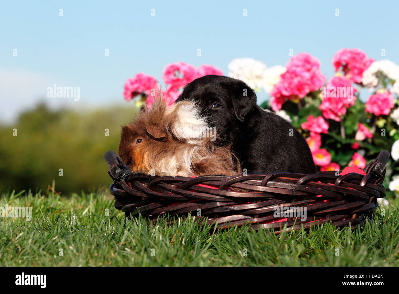 Labrador Retriever Black Puppy 5 Weeks Old And Long Haired