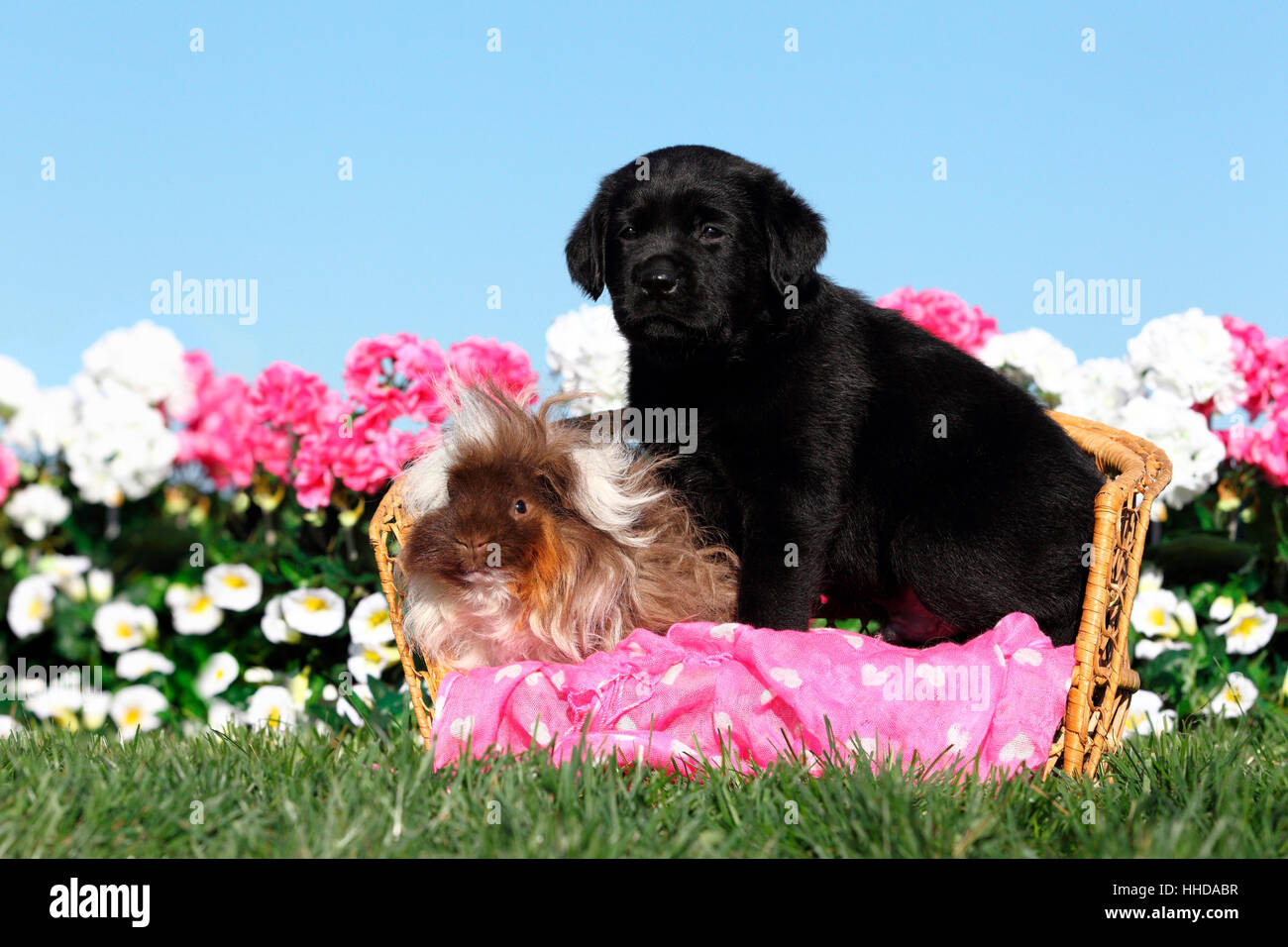 Labrador Retriever Black Puppy 5 Weeks Old And Long Haired