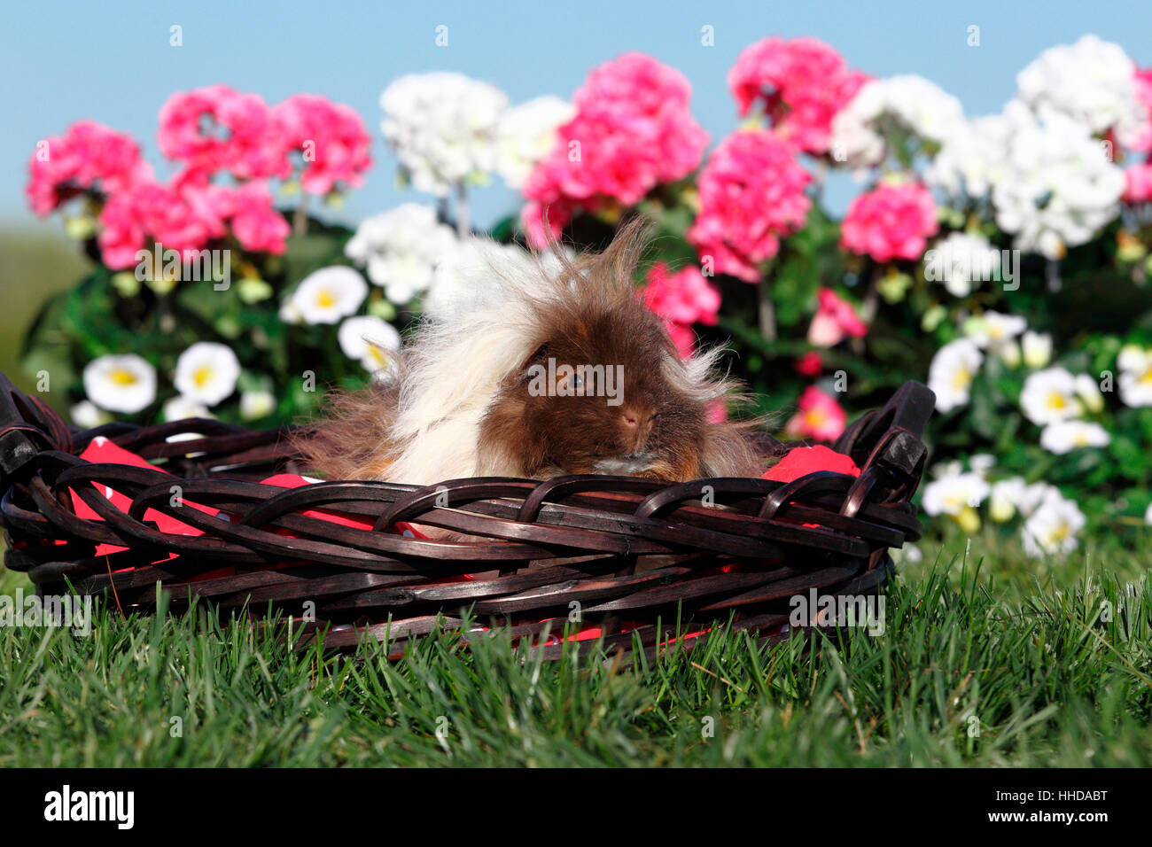 Longhaired Guinea Pig in a wicker basket. Germany Stock Photo Alamy
