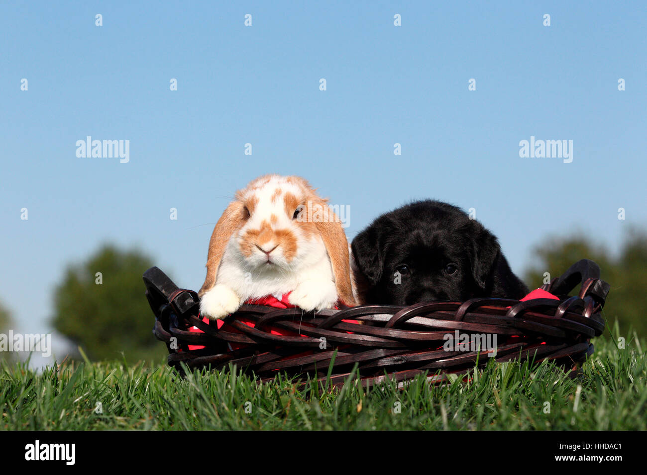 Labrador Retriever. Black puppy (5 weeks old) and Dwarf Lop-eared ...