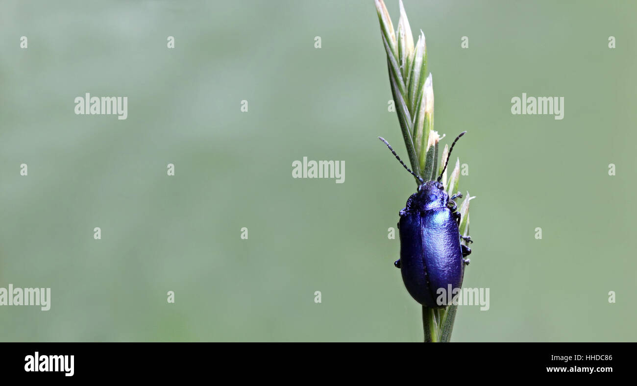 blue, south tyrol, beetle, bright, shiny, metallic, area of freedom, blue, Stock Photo