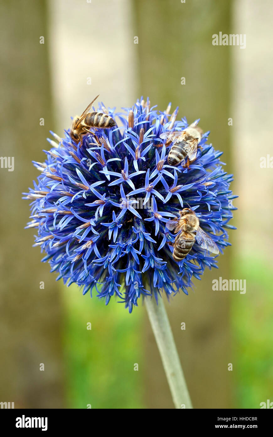 blue ball leek is visited by bees Stock Photo