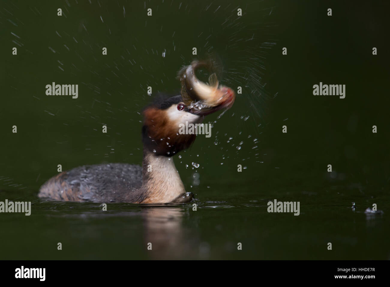 Great Crested Grebe ( Podiceps cristatus ) with prey, caught a fish, killing / shaking a bass, dynamic shot, low point of view. Stock Photo