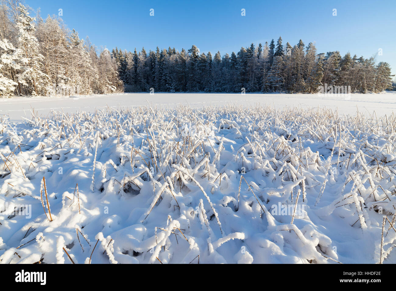 Frozen Reeds Frozen reeds at lakeside hi-res stock photography and images - Alamy