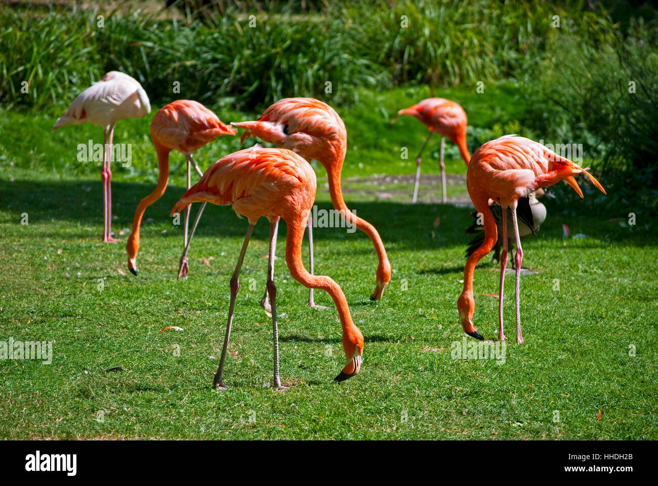 beautiful, beauteously, nice, colour, park, animal, bird, fauna, africa ...