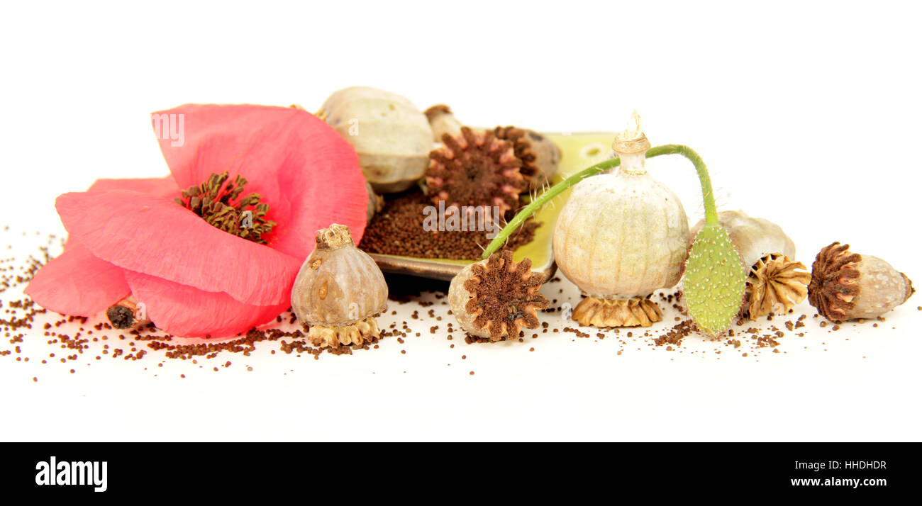 Opium poppy papaver somniferum garden Cut Out Stock Images & Pictures ...