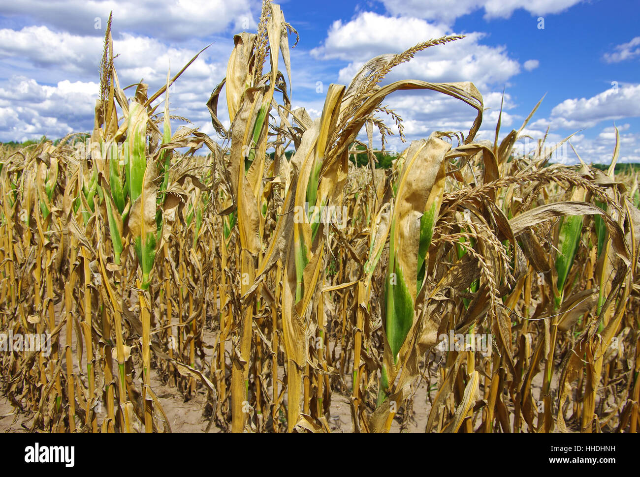 Drought Corn