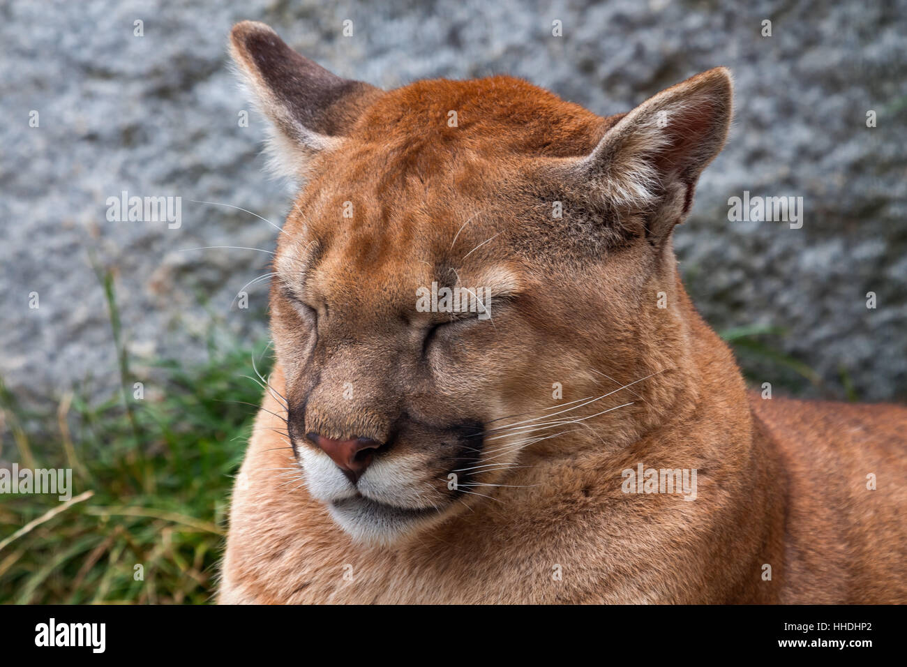 close, big, large, enormous, extreme, powerful, imposing, immense ...