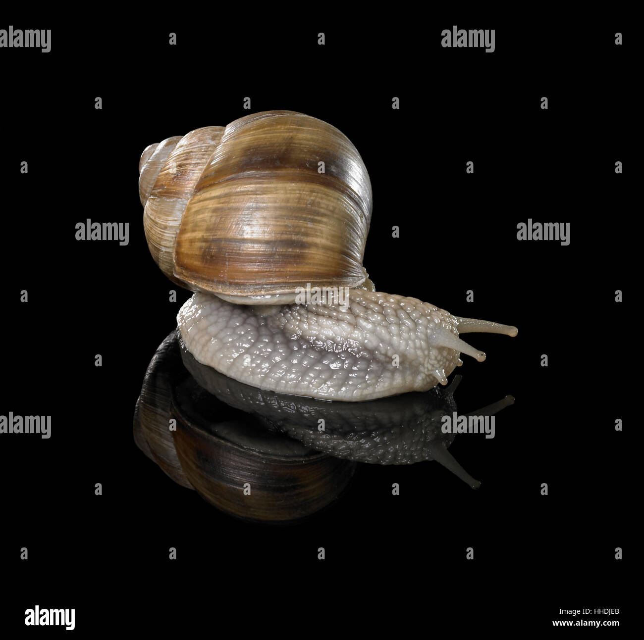 studio photography of a Grapevine snail creeping in black reflective back Stock Photo