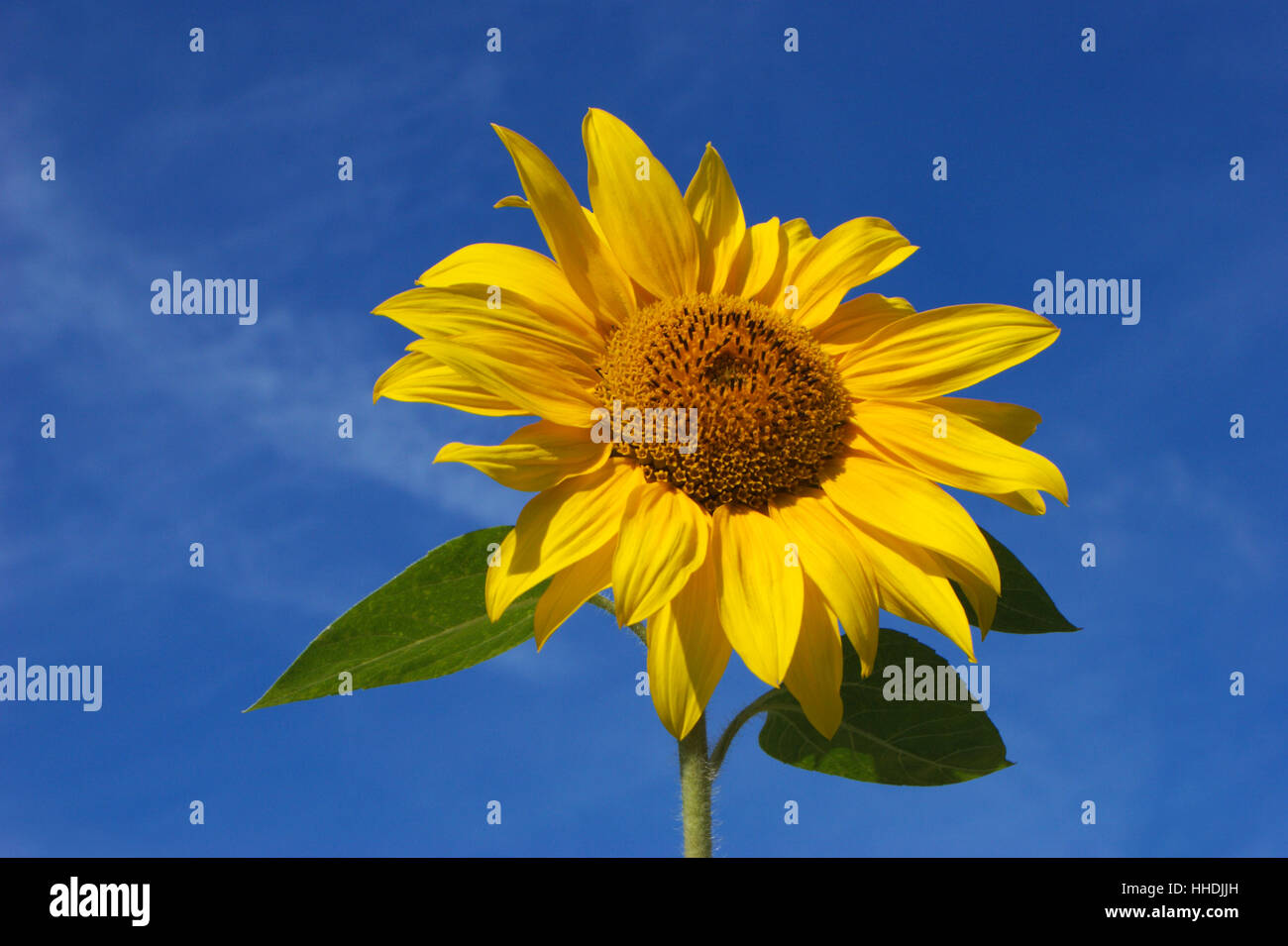 leaves, useful plant, flower, sunflower, plant, radiate, firmament, sky ...