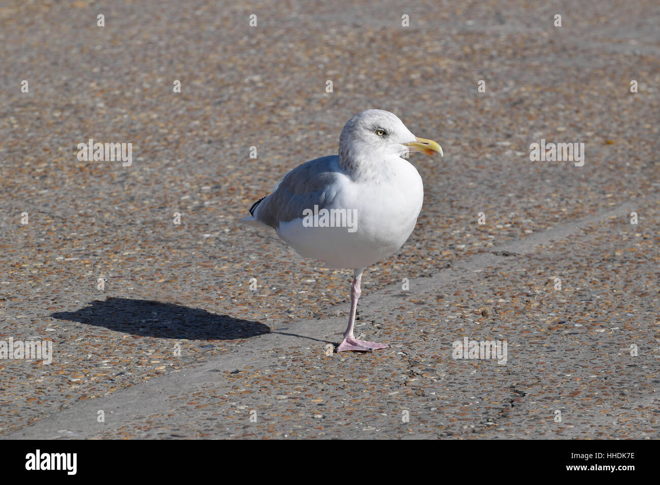 Herring Gull (Larus argentatus) standing on one leg. Southern England Stock Photo