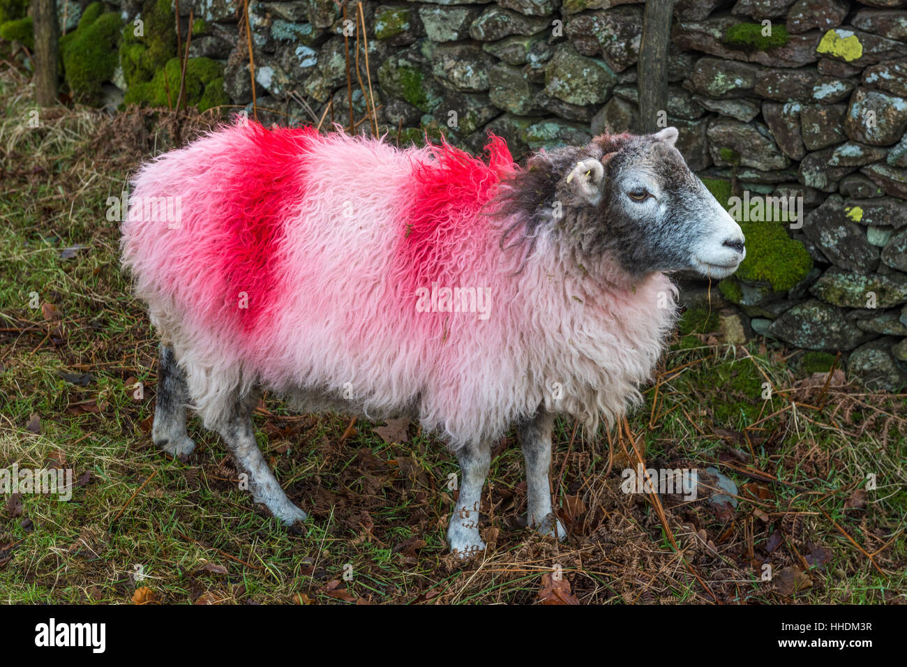 Herdwick sheep with recent smit marks Stock Photo