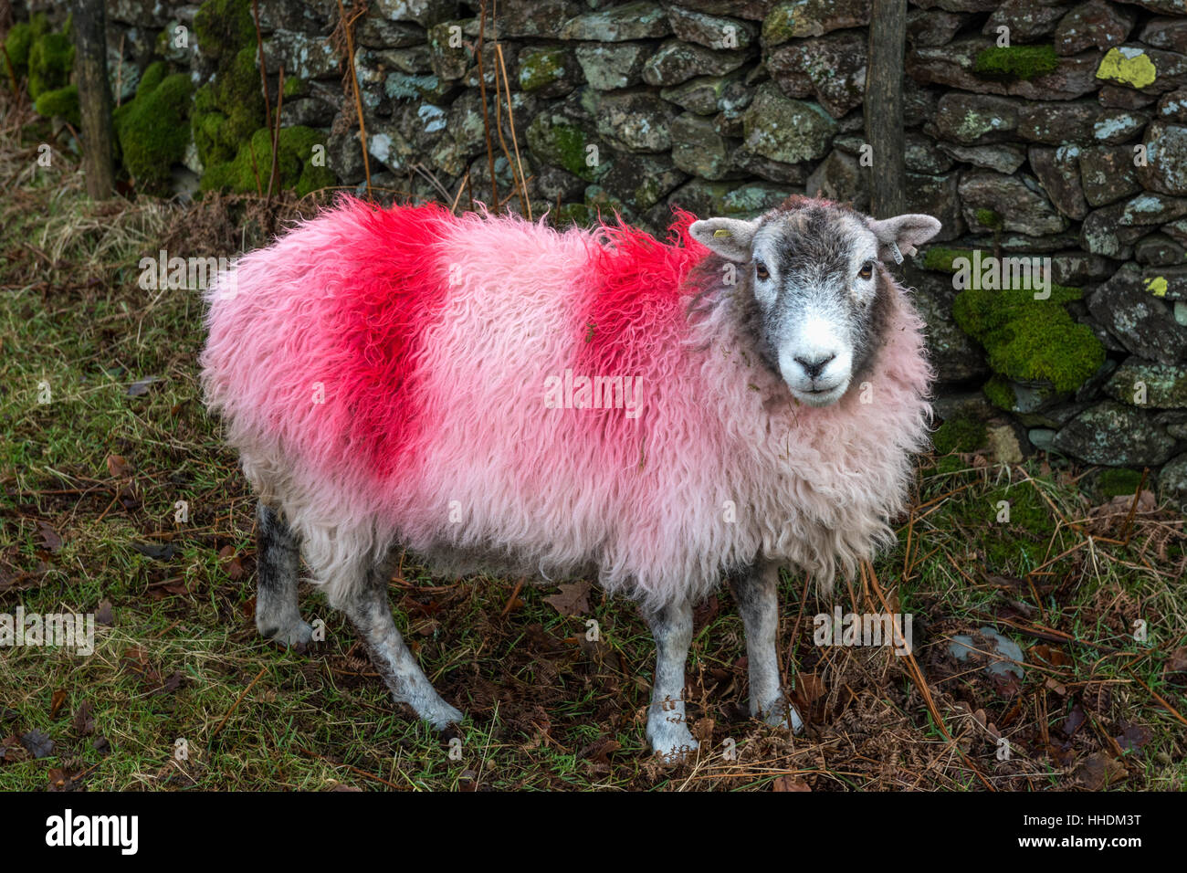 Herdwick sheep with recent smit marks Stock Photo