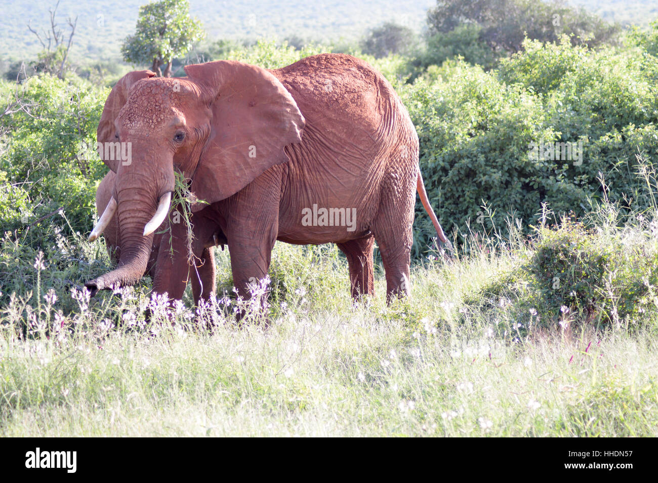 Elephant grazing in East Tsavo Park in Kenya Stock Photo
