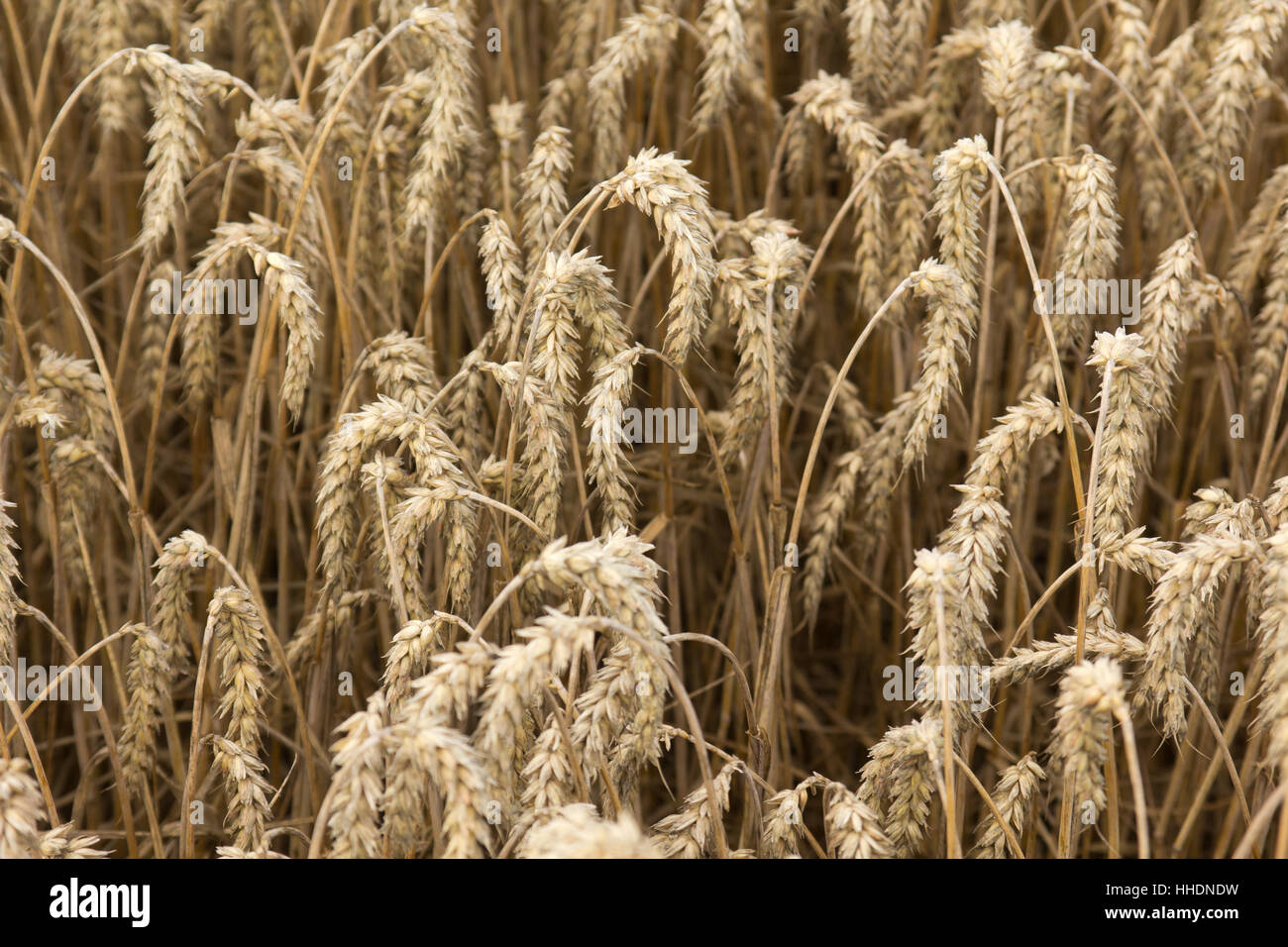 field, acre, corn field, ear, grain field, barley, barley corn, grain ...