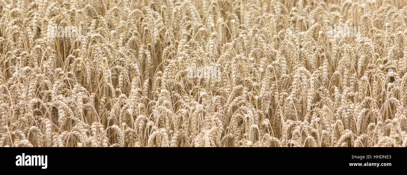 field, acre, corn field, ear, grain field, barley, barley corn, grain, cereal Stock Photo Alamy
