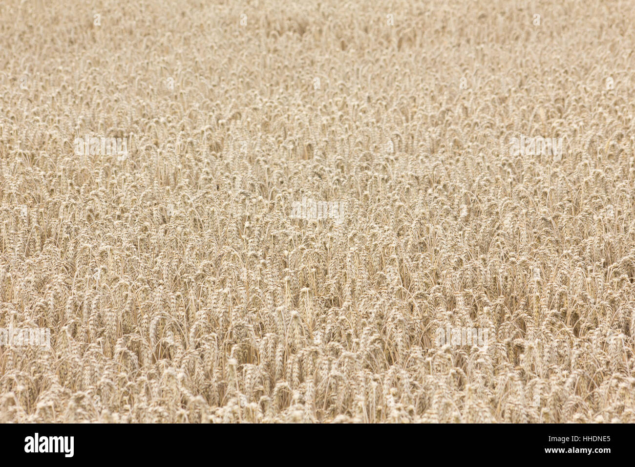 field, acre, corn field, ear, grain field, barley, barley corn, grain, cereal Stock Photo Alamy
